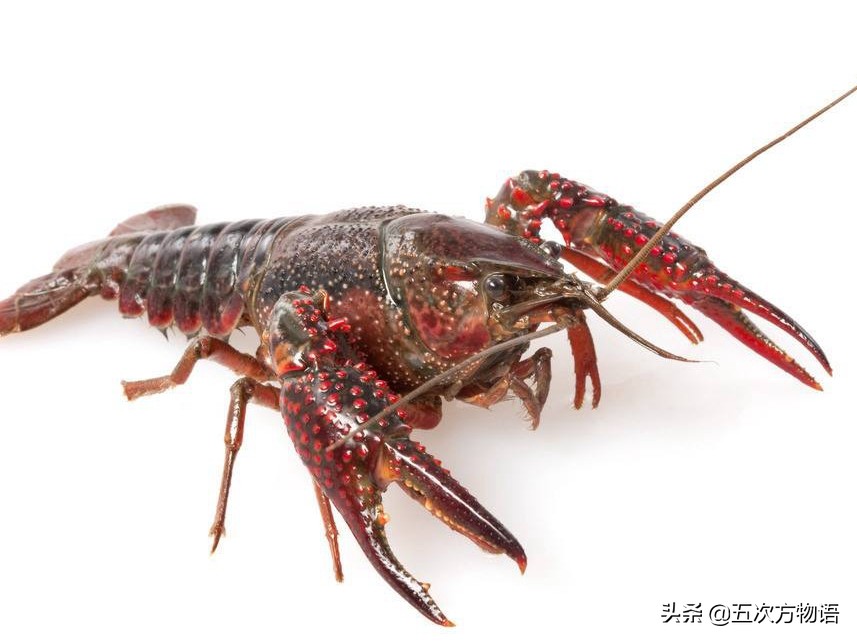我国本土的淡水“小龙虾”，你了解吗？