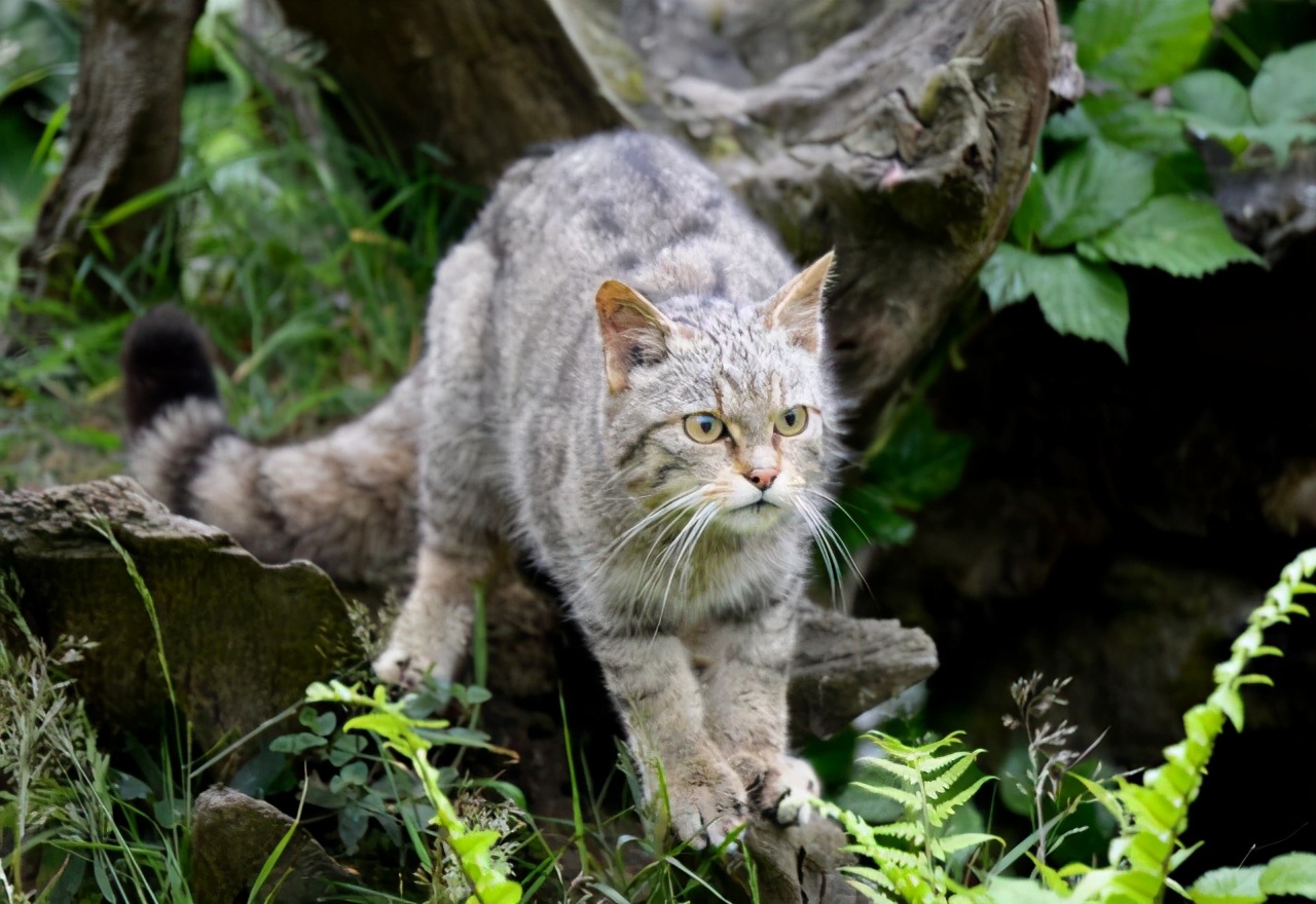 澳大利亚的野猫之患：每天吃掉100万只飞鸟，养猫人竟成绊脚石