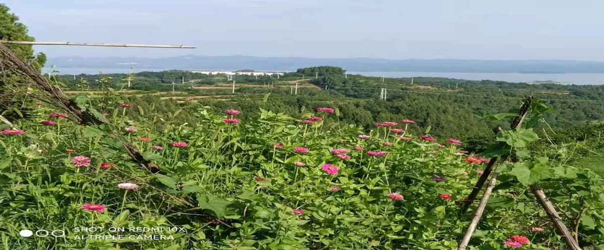 河南仓房党子口村：苔花如米小，也学牡丹开