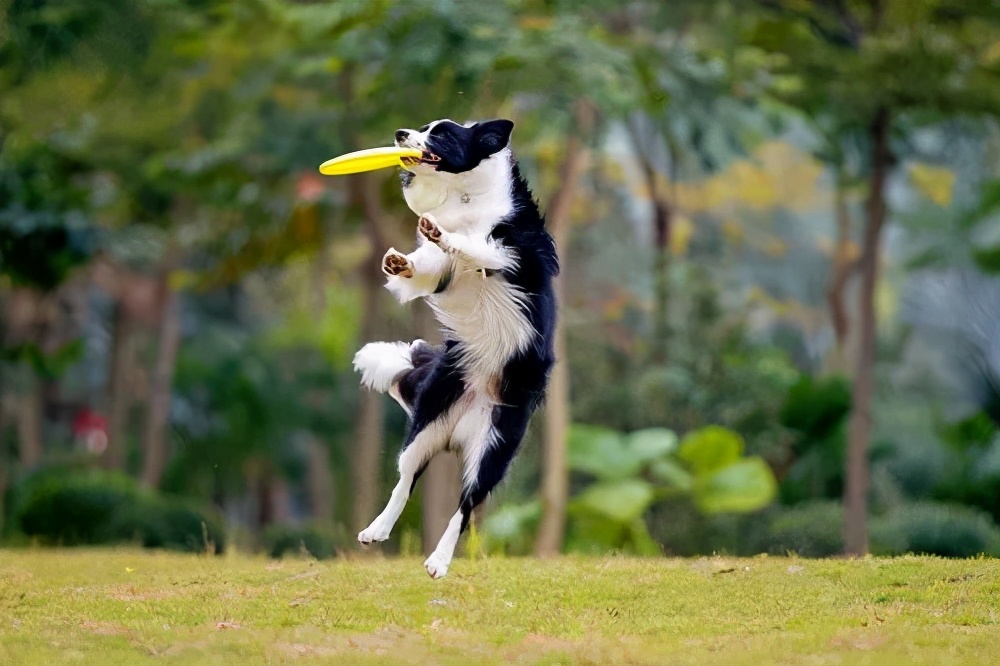 关于狗子的21个神奇冷知识，知道一半的都很了不起