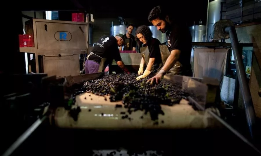 史上最全酿酒全过程详解，建议收藏（多图）