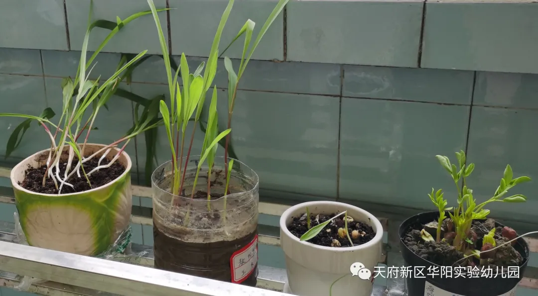 苏醒的种子 萌动的春天丨天府新区华阳实验幼儿园植物育成记