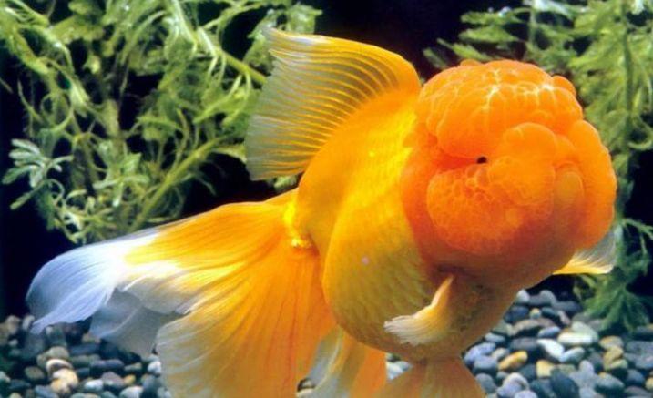 古人的智慧：金鱼由来的秘密，竟是一个持续2千年的系统工程？