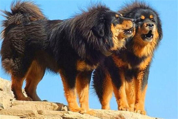 世界十大猛犬排名（全球10大公认的猛犬）