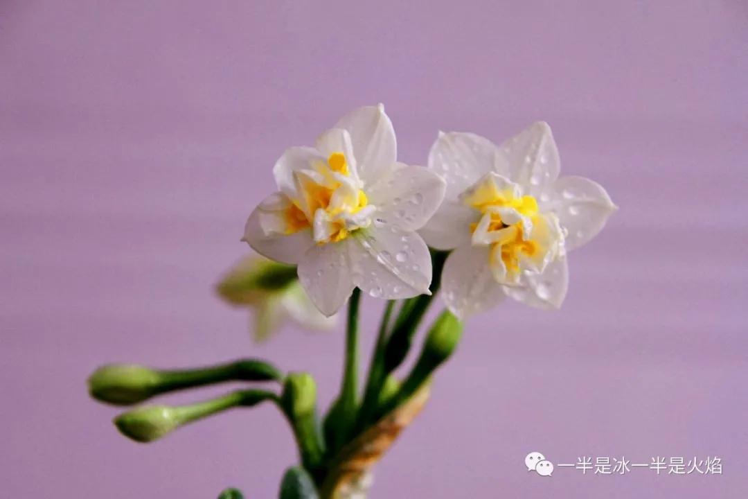 随笔：雨停了，就踏春去-第4张图片-非凡网