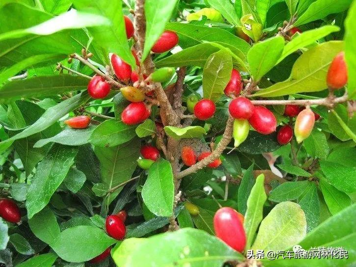 南果北移结果—国宝级珍稀植物“神秘果”落户兰陵农业公园