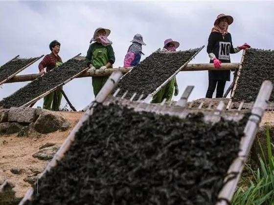 海帶和紫菜哪個好? 營養差別大,建議弄清楚了再吃