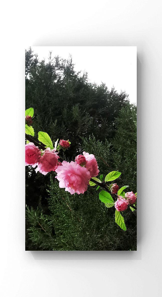 張殿偉手機攝影：桃花依舊笑春風