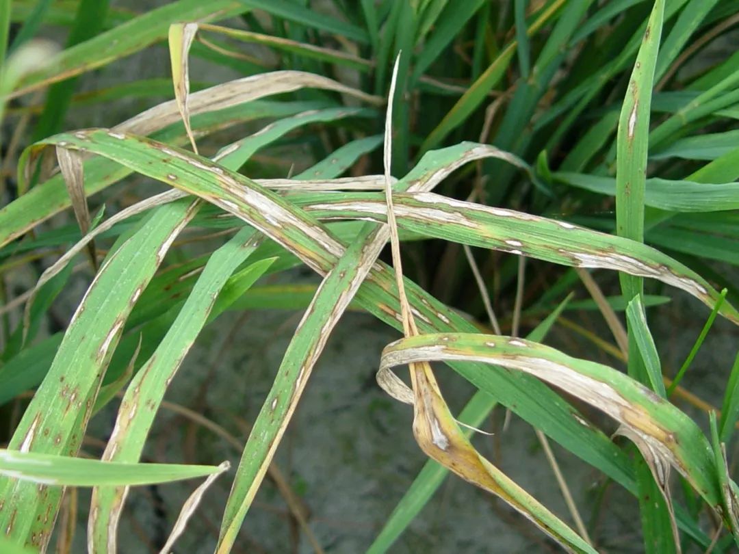 稻瘟病会造成水稻大幅减产，一定要提高警惕
