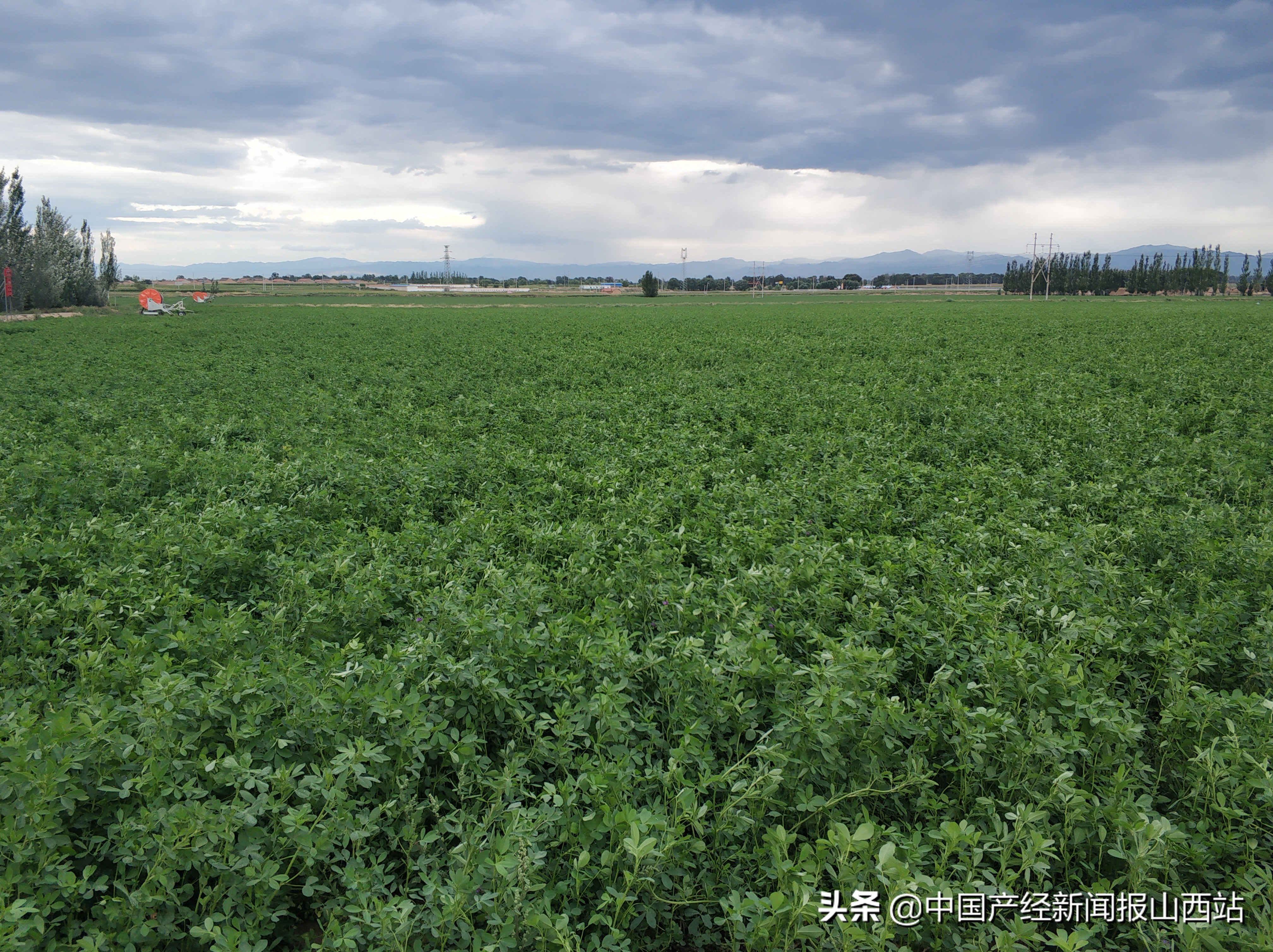 山西山阴县：乳品产业引领精准扶贫，龙头带动脱贫奔小康