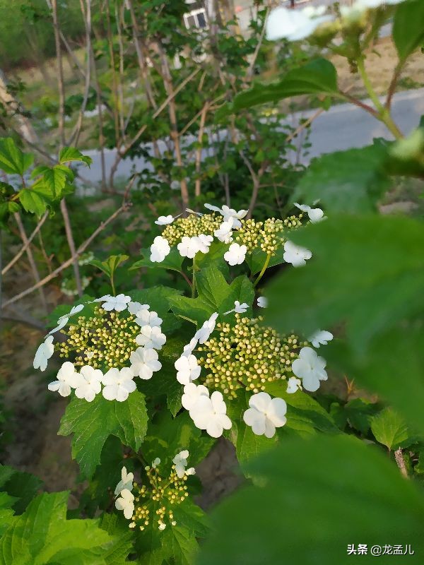 天目琼花 又名 佛头花 鸡树条 是集绿化美化于一身的灌木植物 资讯咖