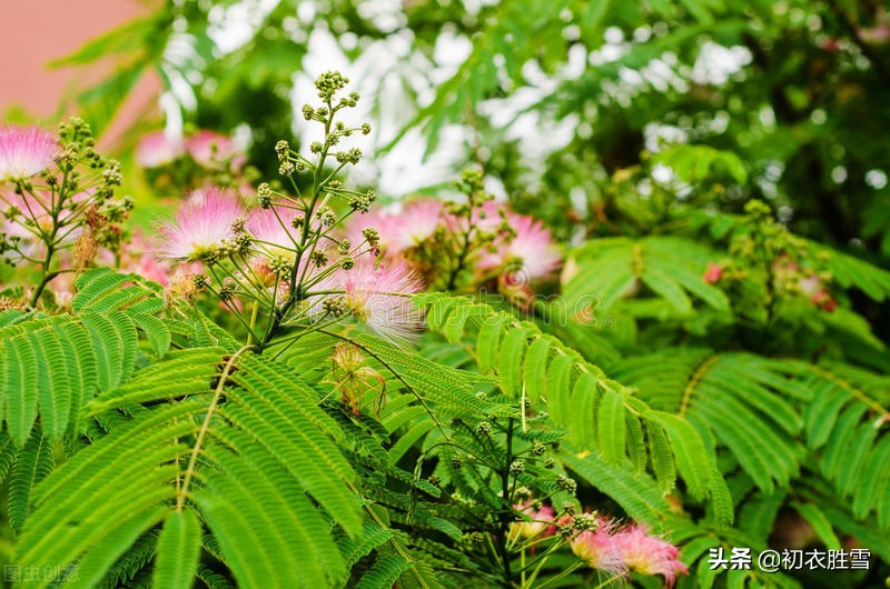 从古诗合欢花四首，解读父母爱情，一生一世一双人-第2张图片-诗句网