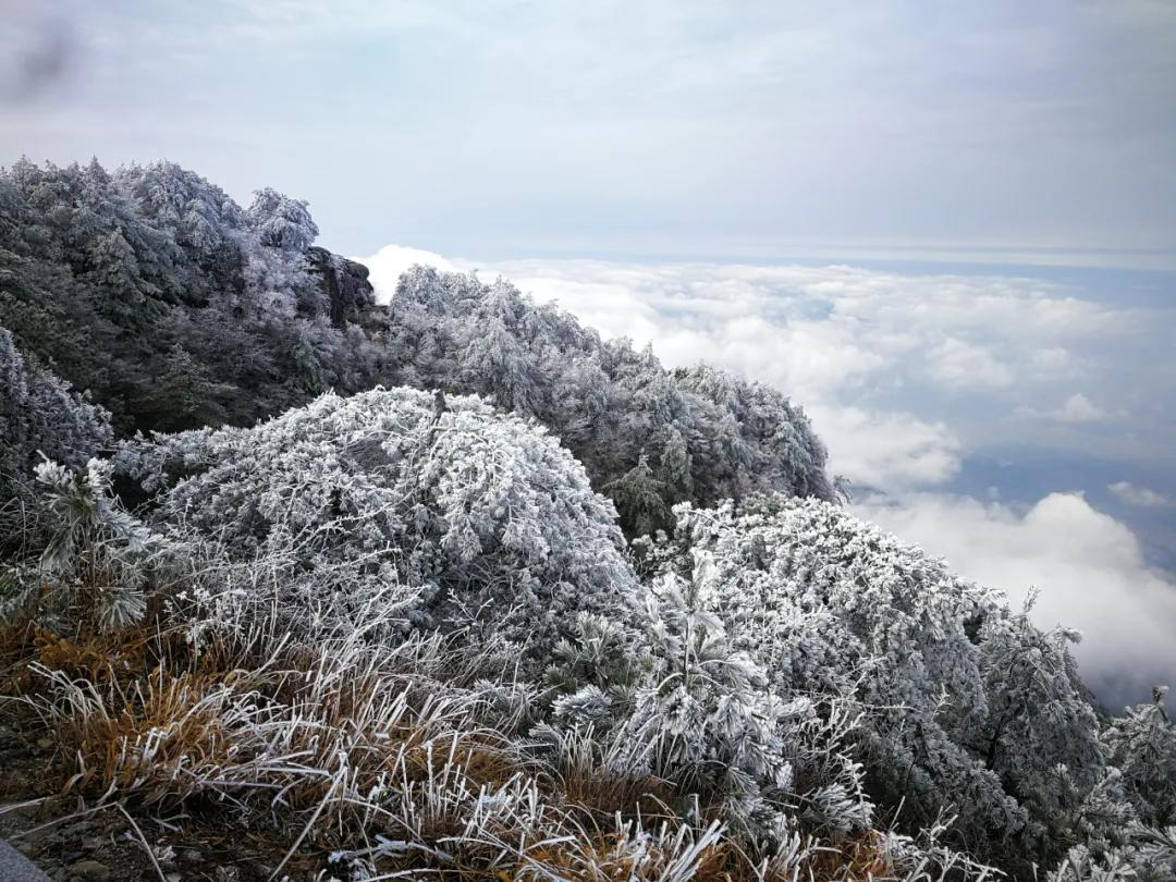 美哭｜3月2日天岳幕阜山现大面积雾凇美景，晶莹剔透美极了.