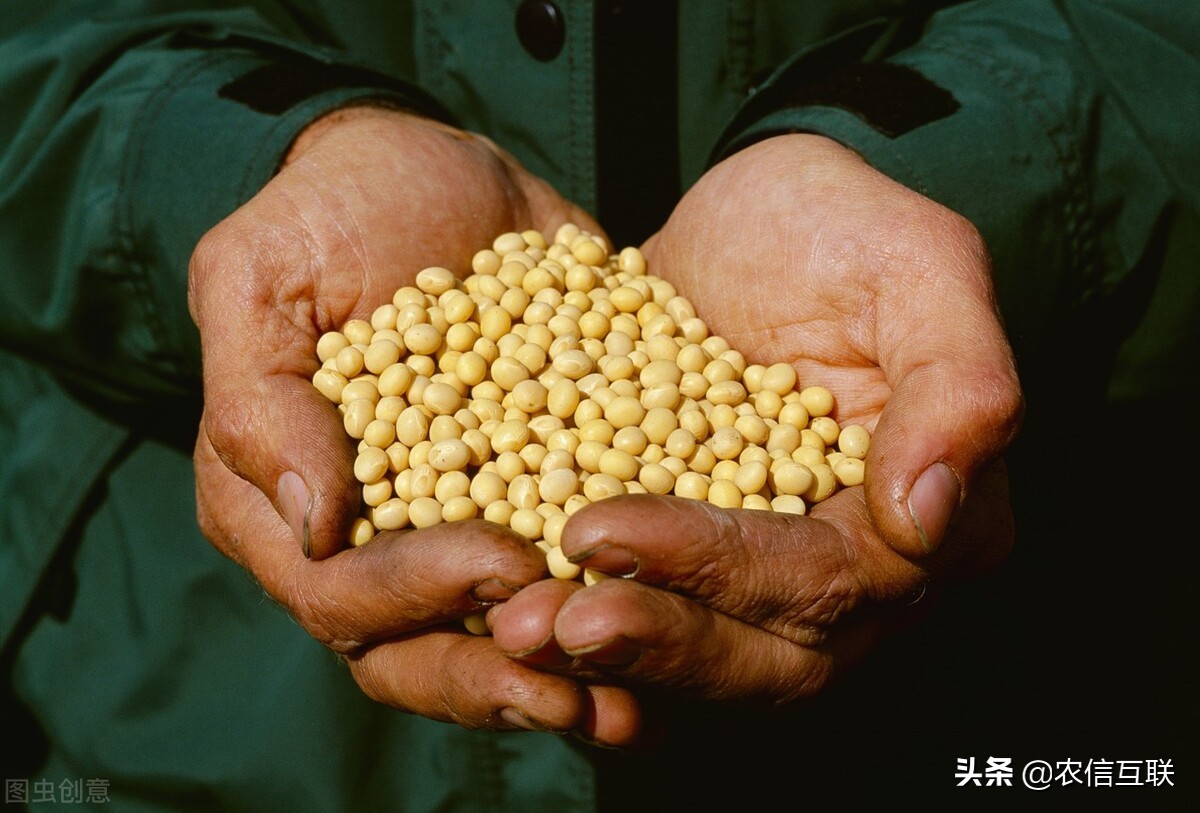 刚刚，美国采购1船巴西大豆，会高价转卖给中国？美豆价创8年新高