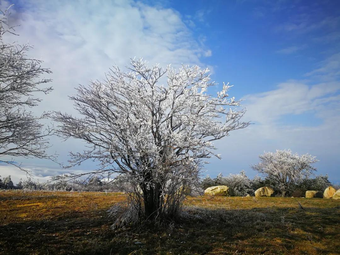 美哭｜3月2日天岳幕阜山现大面积雾凇美景，晶莹剔透美极了.