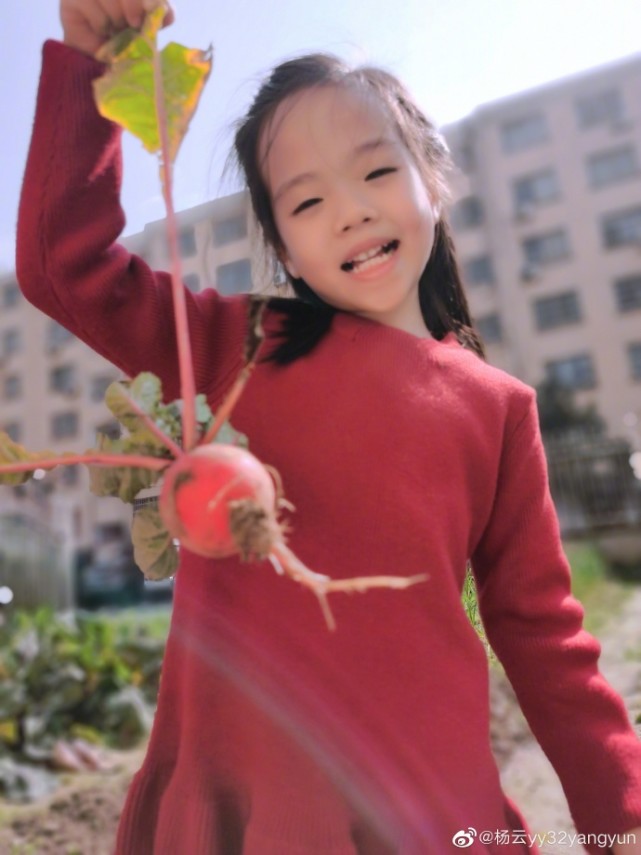 楊威老婆帶仨孩子採摘，樂樂變大力士拎兩筐草莓，高姐姐歡歡半頭