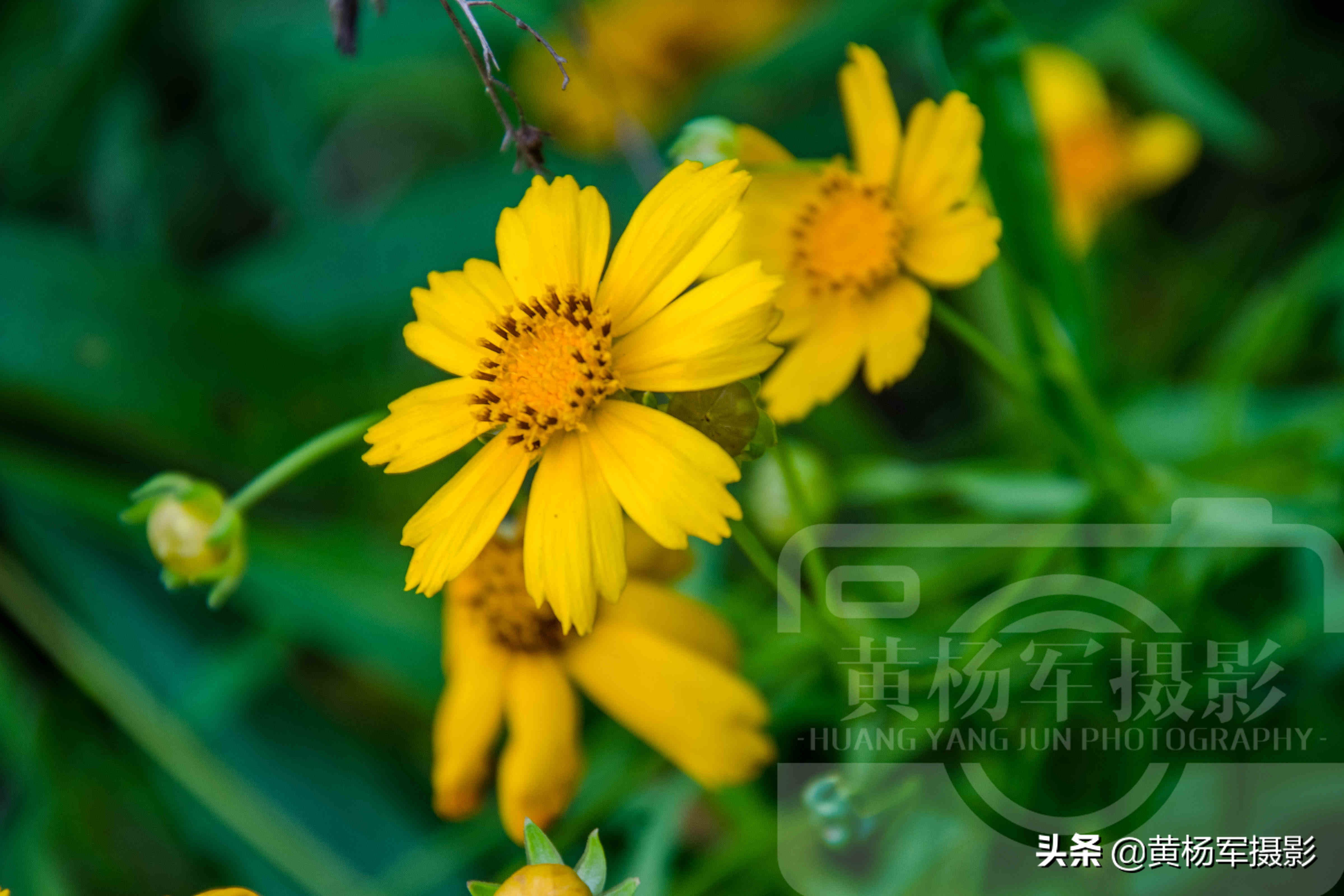 夏日盛开美如画的金鸡菊 金黄的花朵惹人爱 花繁叶茂的菊科植物 酷生活网