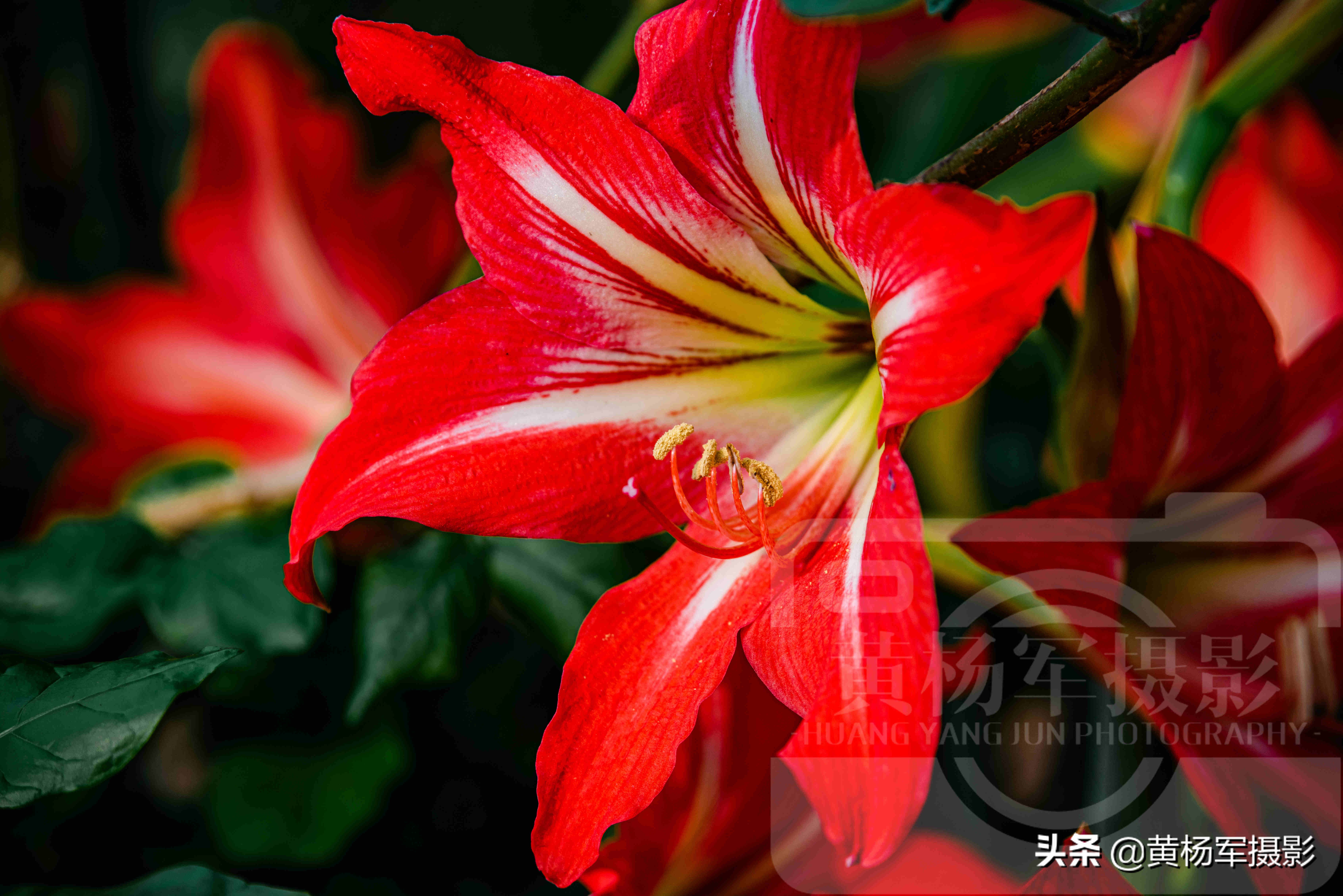 陽光下美麗綻放的朱頂紅花 紅艷嬌美的花朵絢爛迷人 春花極美 Mp頭條