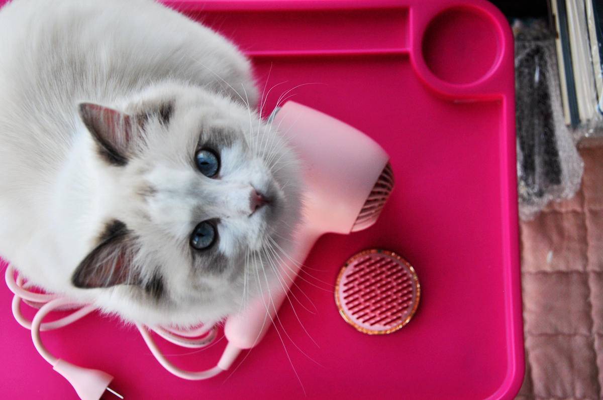 呵护宠物从吹梳开始，嗷喵喵智能宠物吹风梳体验