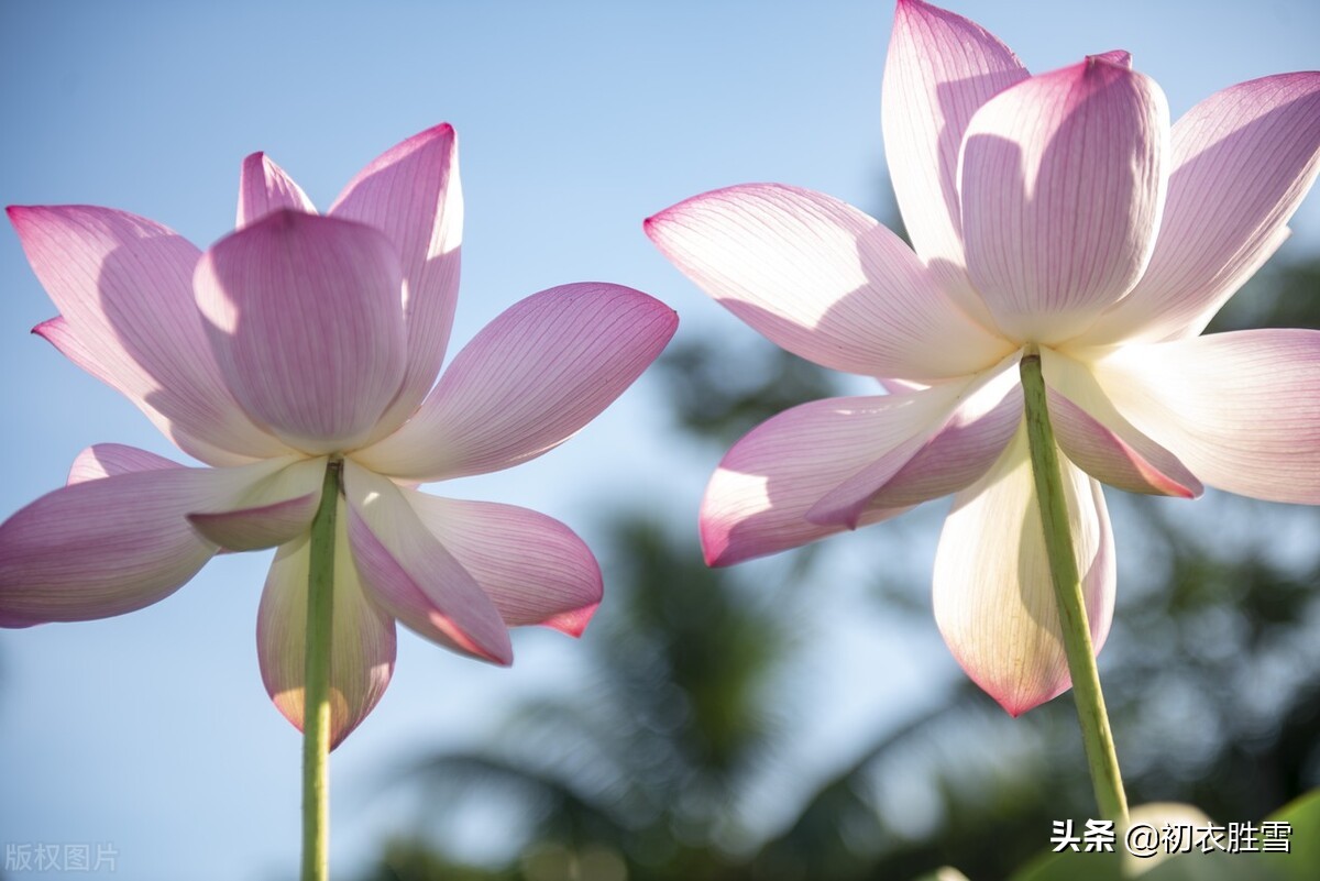 三伏天里三伏诗五首：毒暑弥三伏，六月三伏猛火燃-第4张图片-非凡网