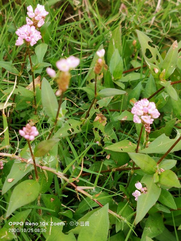 这种草是蓼科植物里的美人 有着艳压群芳的美丽 Mp头条