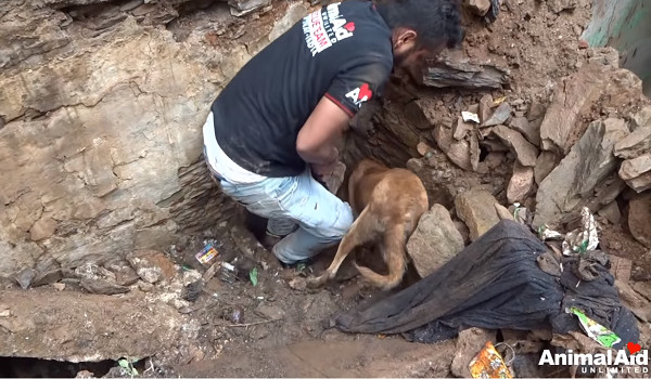 2只奶狗被埋废墟下，狗妈妈疯狂向人求救，还一直用脚掌挖土帮忙