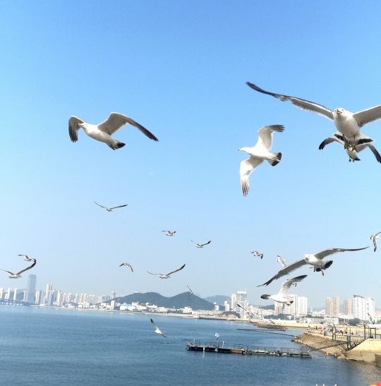 炎夏,走进大连享受大海凉风吹拂——曾祥裕北方都市建筑考察手记
