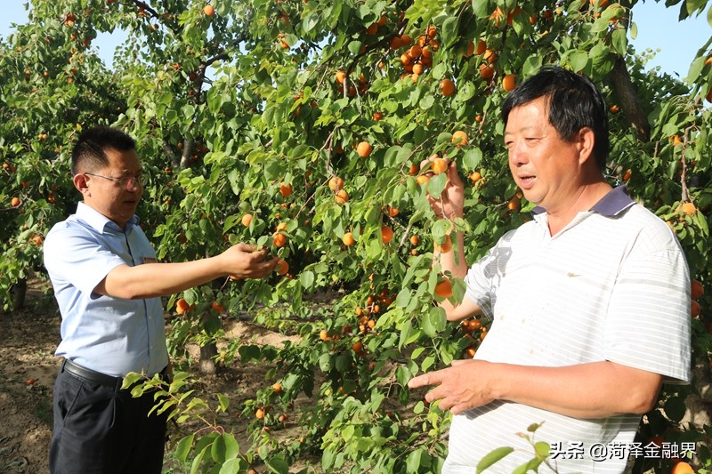 杏农的忧喜夏季