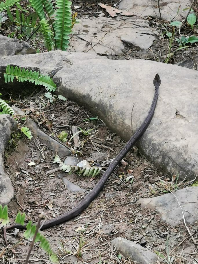 说说看你们哪有什么蛇 资讯咖