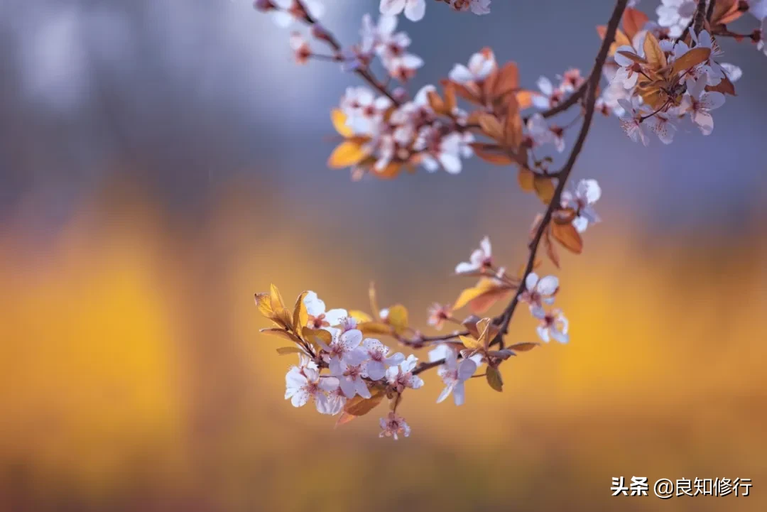 樱花经典诗句，古人写樱花的古诗