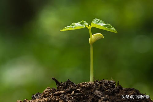 遇见（三十年前的春天）