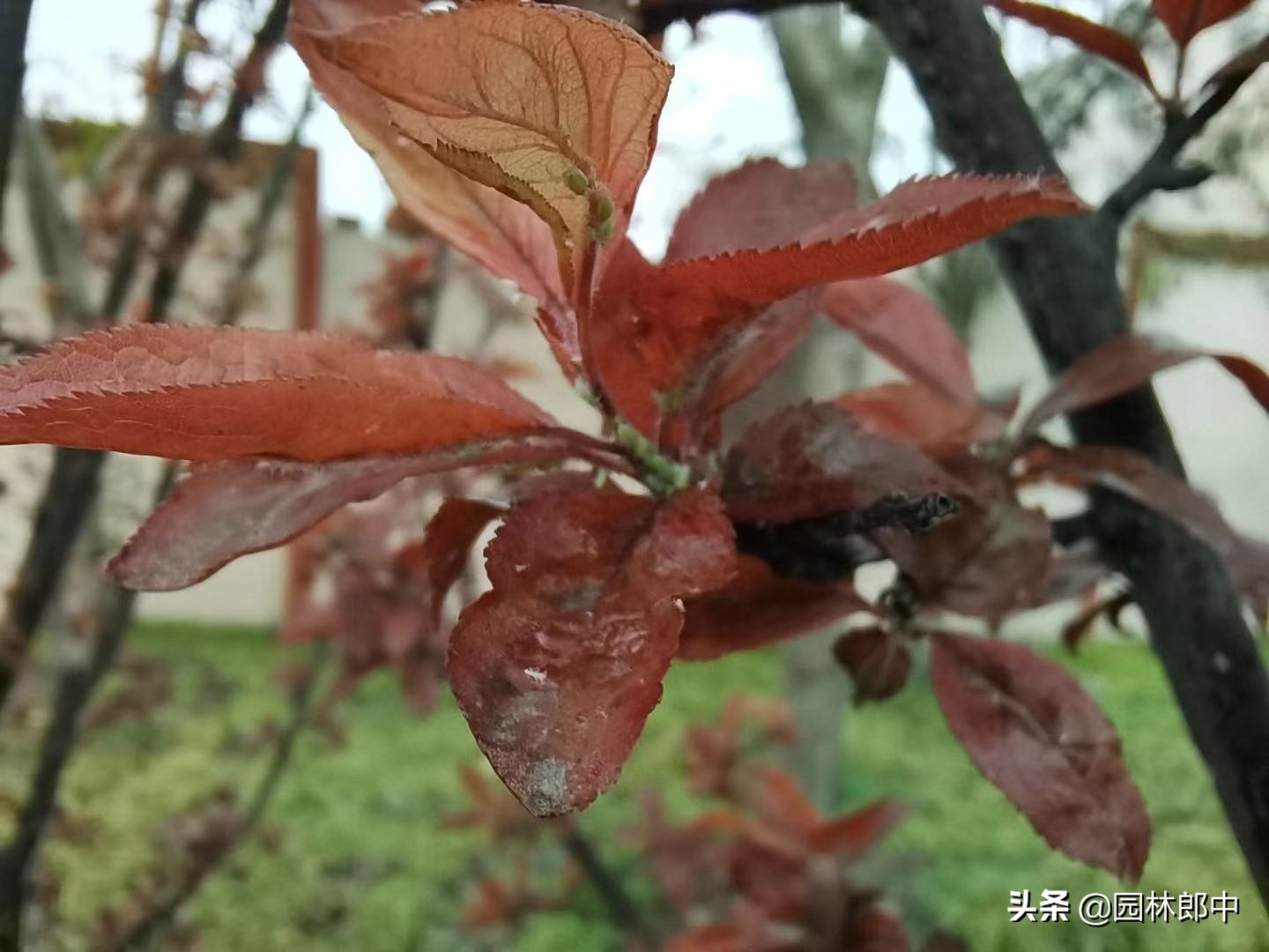 路边紫叶李刚刚发芽，蚜虫却爬满枝叶，怎样防治效果更好？-第2张图片-农百科