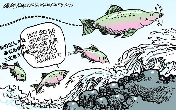 美国转基因三文鱼为“生长激素鱼”？民众拒购，450吨鱼卵或滞销