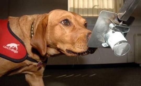 原来养狗有这10大“福利”，怪不得养的人多，我也想养一只