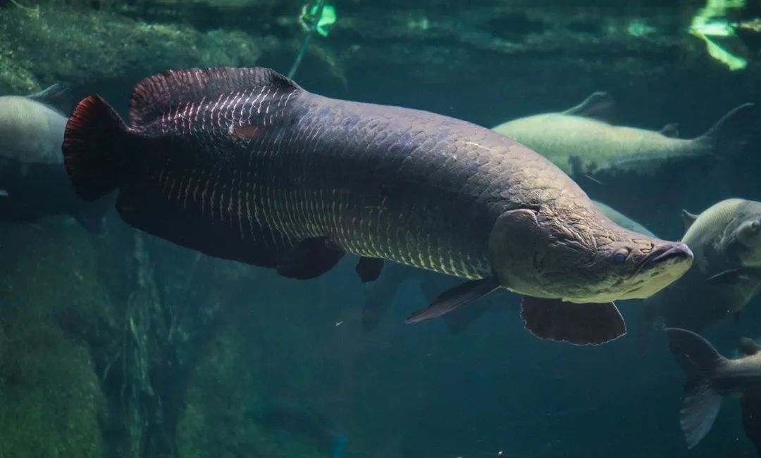 能把食人鱼牙咬崩的巨鱼，却因为学会了呼吸空气而会在水里淹死