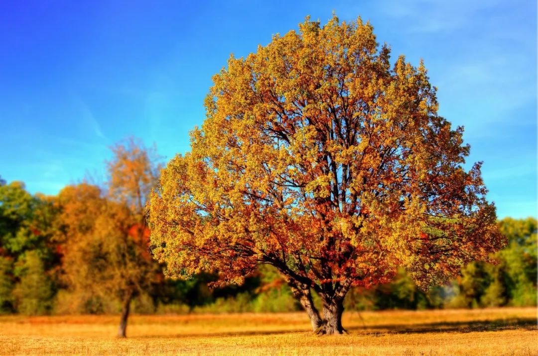 让这15首诗，陪你过完整个秋天-第7张图片-诗句网
