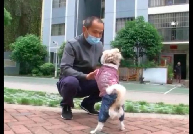 狗狗走丢4天自己回家，还带回一张字条，内容让人看哭