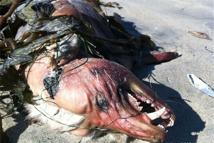 同是地球上的生物，为何动物不会对同类尸体感