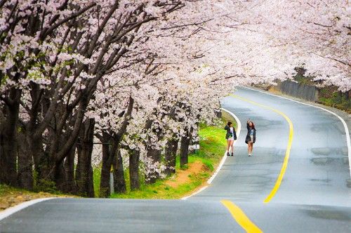 韩国春季赏花胜地,好多人旅行都会去的地方