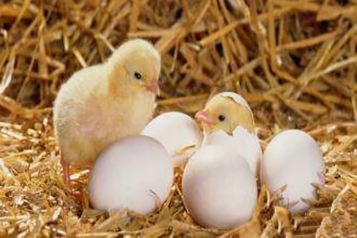 雙黃蛋可以孵出小雞嗎？如果能，是1隻還是2隻呢？