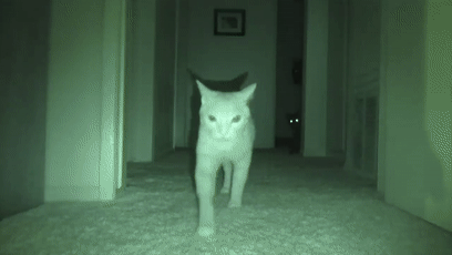 女孩睡著後被貓打了4個小時，但小貓咪可能沒什麽壞心思