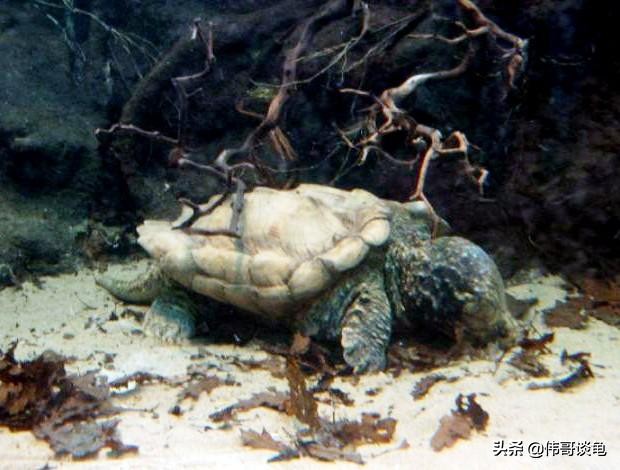 鳄龟深水、浅水饲养的利与弊