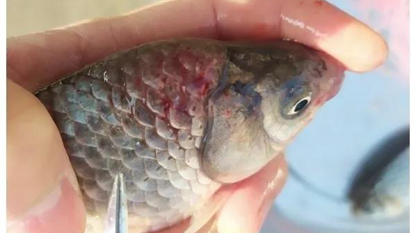 鲫鱼出血型暴发性鱼病(鲫鱼暴发性出血病)的治疗