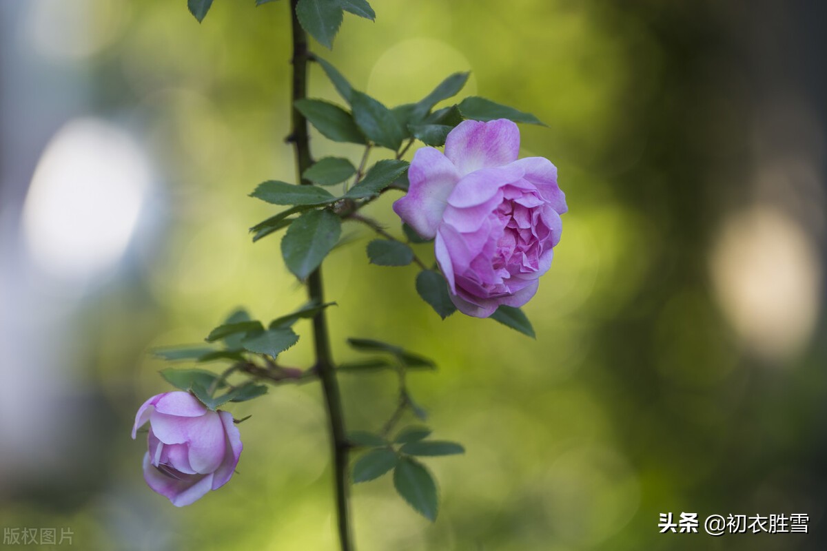 五月旖旎薔薇6首 接夏連春秀可誇 階底薔薇入夏開 初衣勝雪 Mdeditor