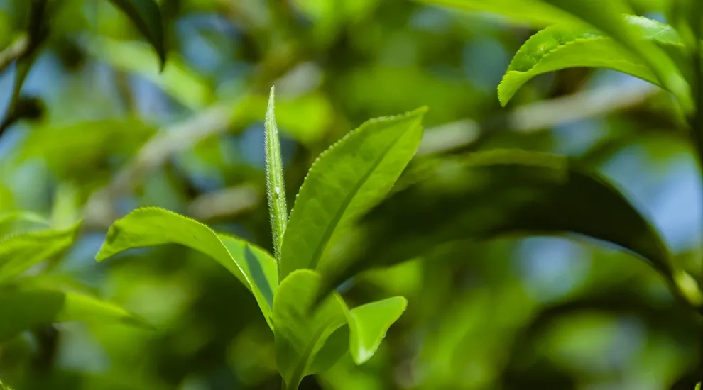 茶难卖！产能过剩！普洱茶市场萧条的根源，终于找到了
