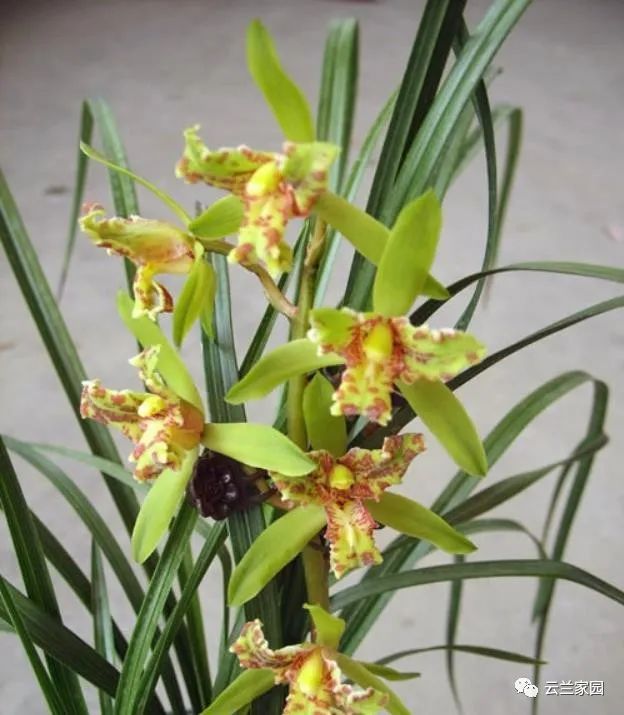 詳解春蘭 蕙蘭 建蘭 寒蘭 墨蘭 春劍 蓮瓣蘭的鑑別 資訊咖