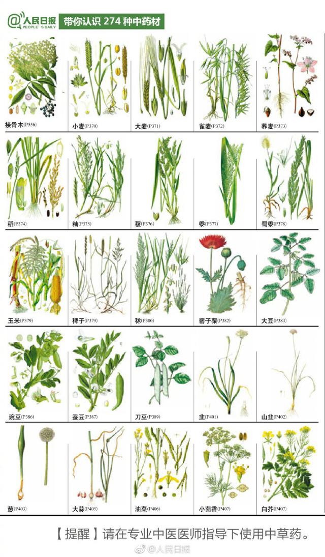 274种中草药材手绘图，值得认识收藏！