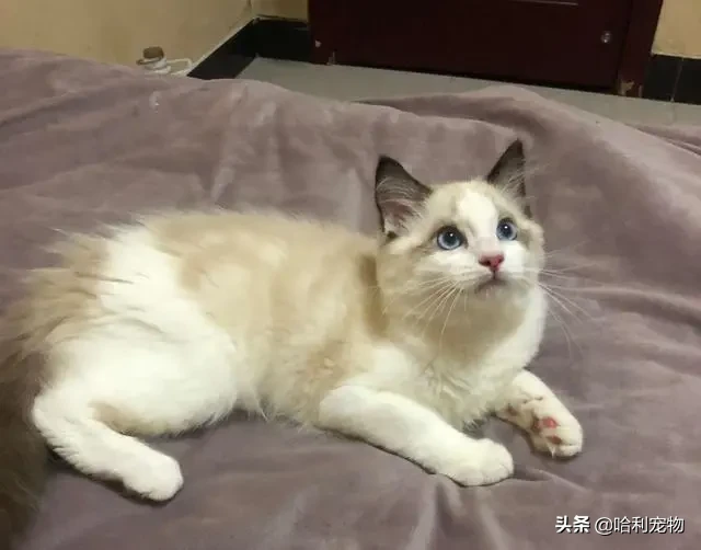 养了7天布偶猫，我实在忍不住想夸它，这是什么神仙品种？