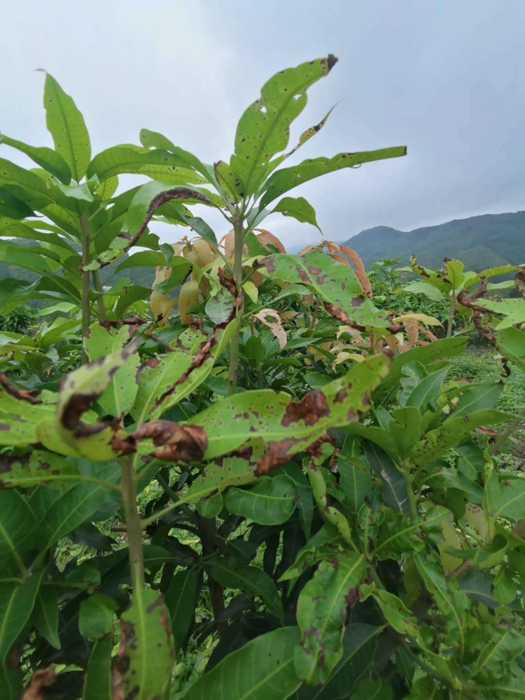 芒果炭疽病的识别与防治