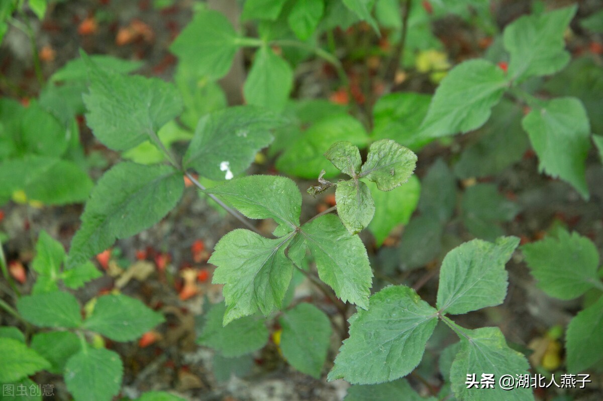 春天挖野菜，送你70种野菜图片大全，教你认识不同的野菜和吃法